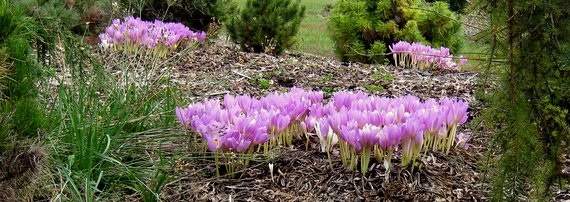 Crocus